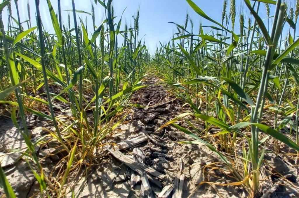 El trigo viene peor que en 2022 en el centro santafesino
