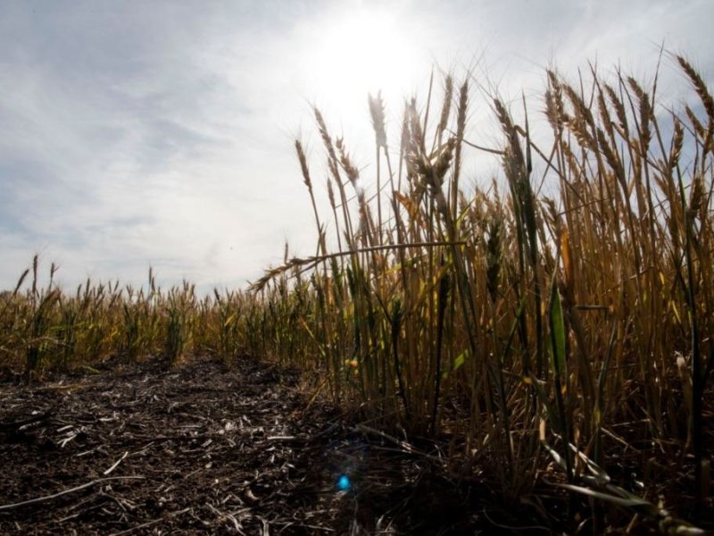 ¿Cuándo llegan las lluvias? El Niño se asoma, pero por ahora los campos siguen secos