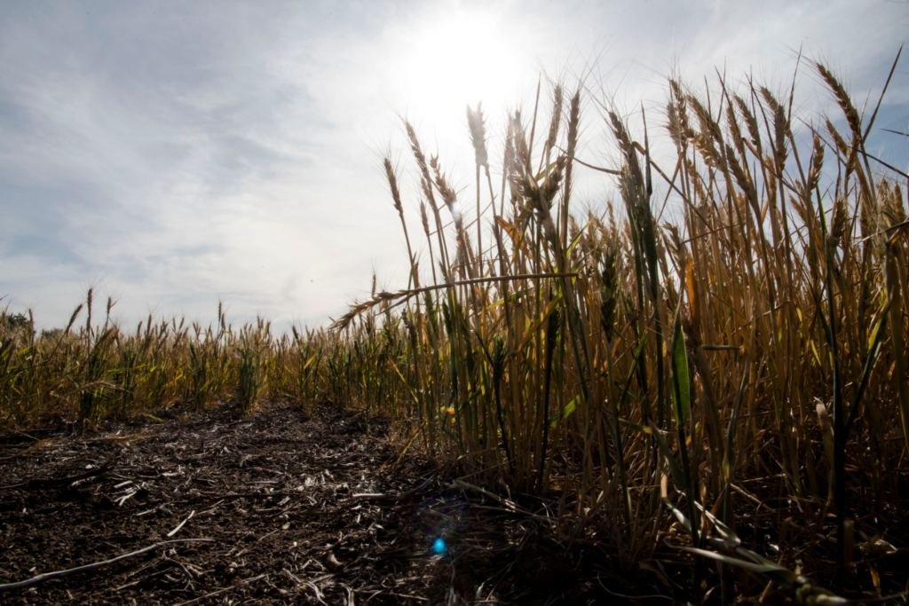 ¿Cuándo llegan las lluvias? El Niño se asoma, pero por ahora los campos siguen secos