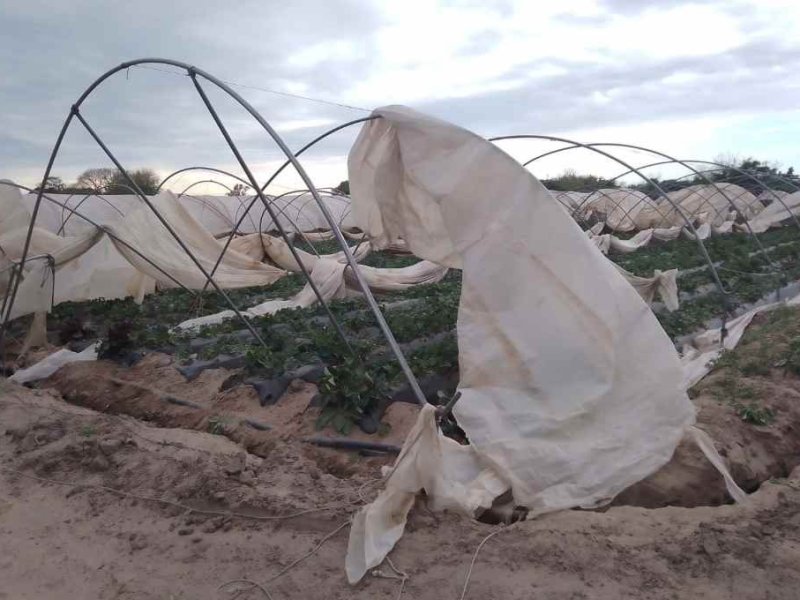 Coronda: vientos huracanados causaron daños en macrotúneles de la frutilla