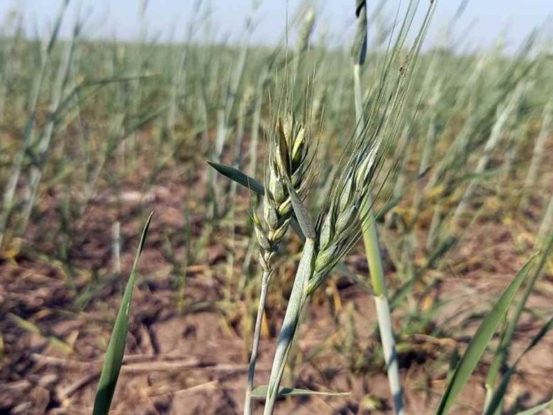 Lluvias insuficientes para el trigo y el maíz
