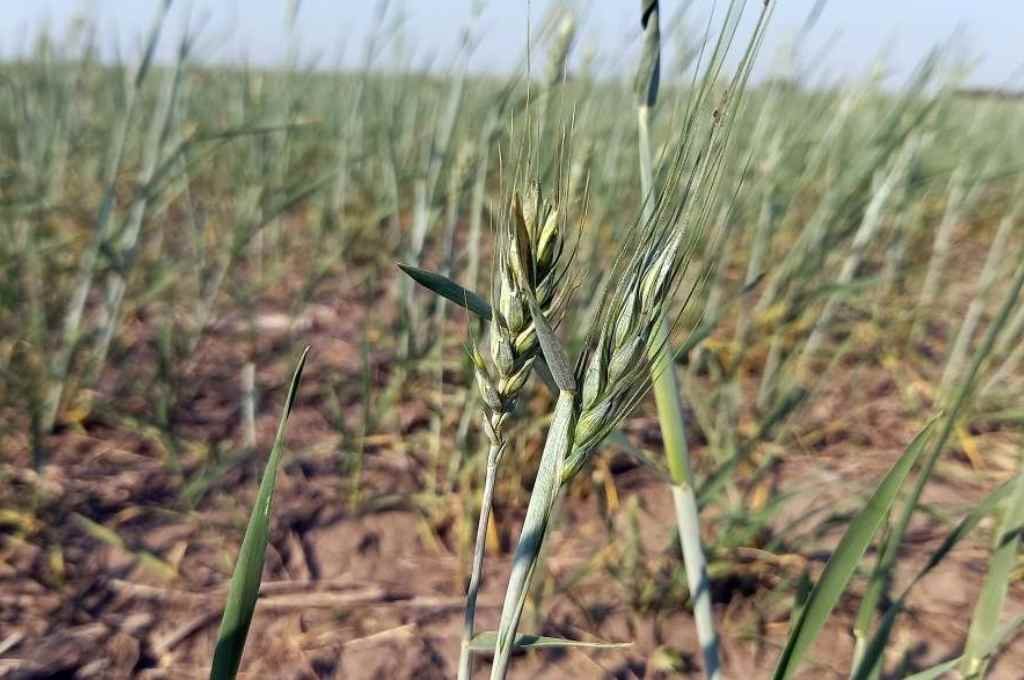 Lluvias insuficientes para el trigo y el maíz