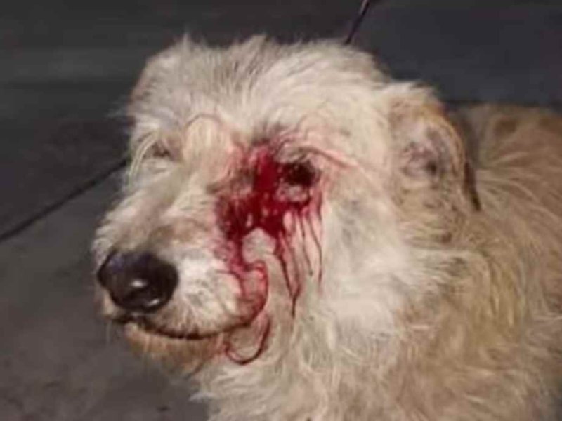 Hirieron al perro runner de Reconquista