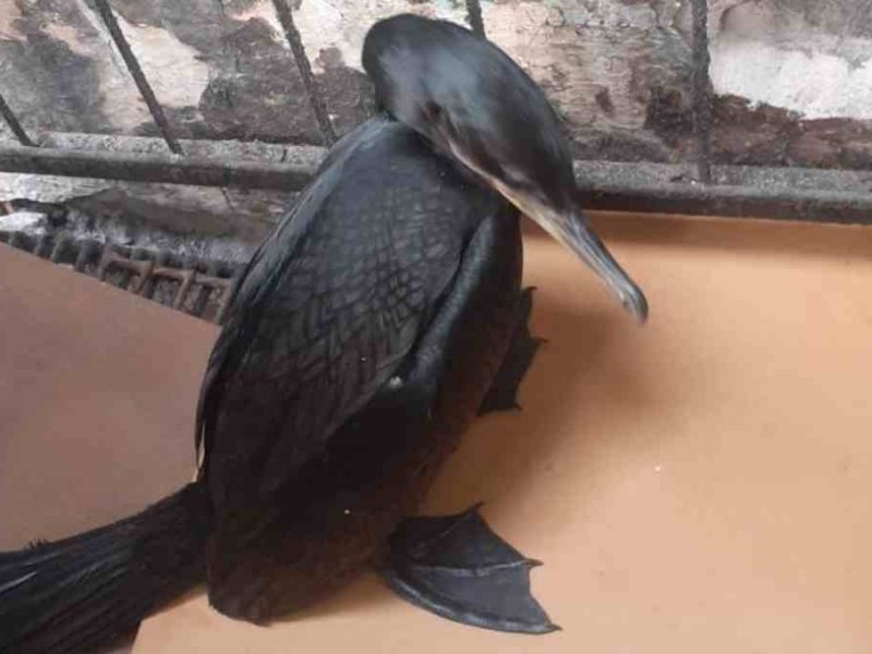 La Brigada Ecológica rescató más de 70 animales durante el último mes