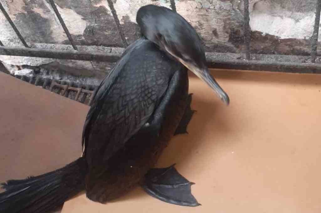 La Brigada Ecológica rescató más de 70 animales durante el último mes