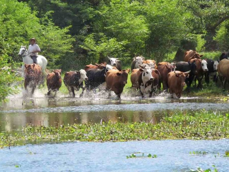 La hacienda que sale de las islas del Paraná no encuentra comida en tierra firme