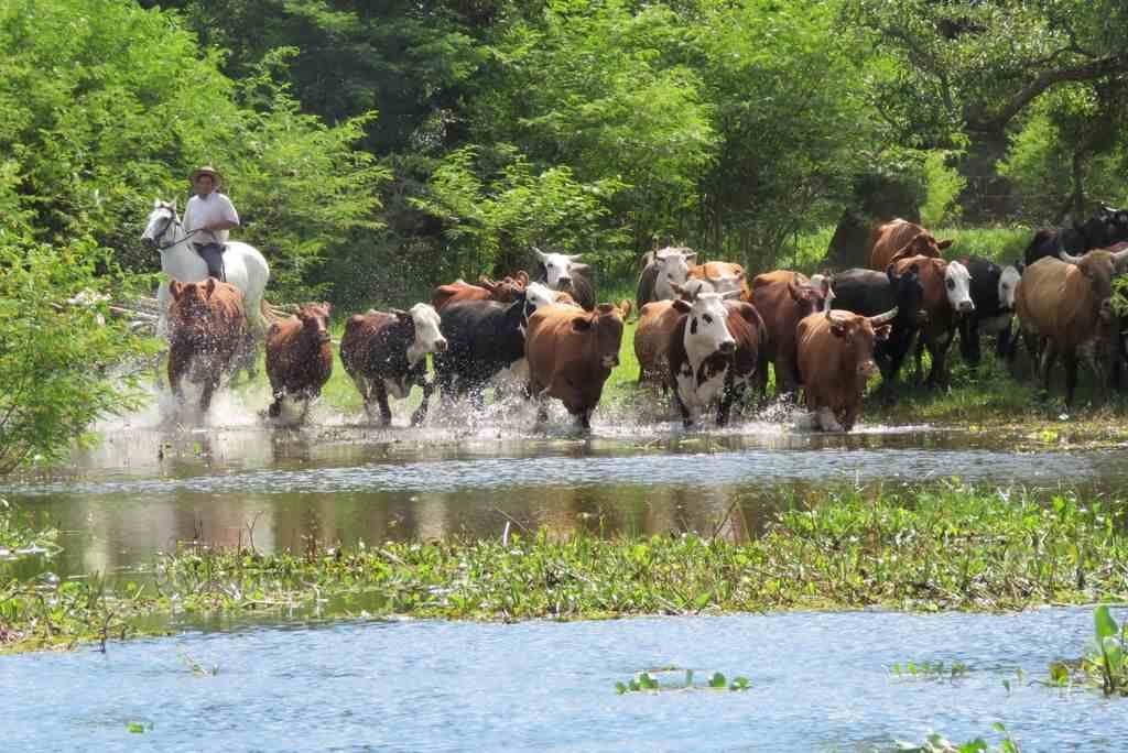 La hacienda que sale de las islas del Paraná no encuentra comida en tierra firme