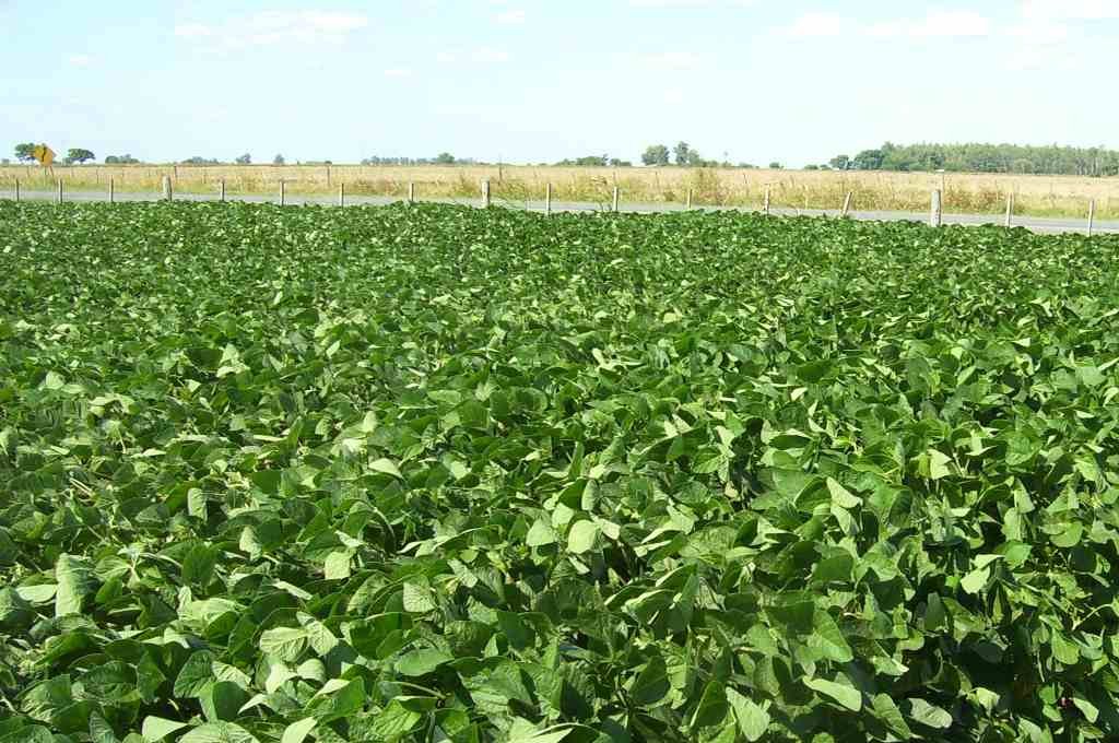 Sonríe el campo: impacto y consecuencias para los cultivos clave