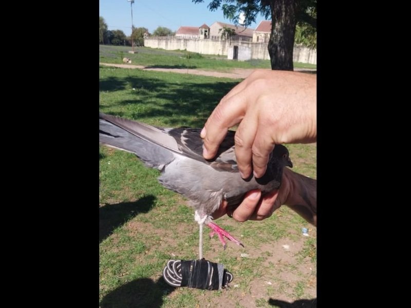 Cárcel de Coronda: con palomas intentaron ingresar una batería de celular