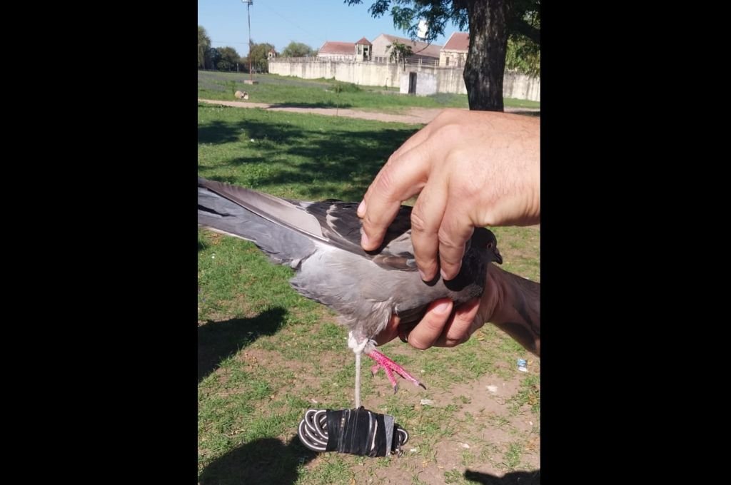 Cárcel de Coronda: con palomas intentaron ingresar una batería de celular