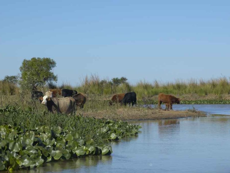 Pudieron evacuar al grueso de la hacienda de las islas frente a Reconquista