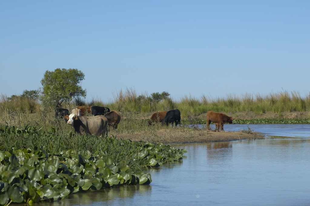 Pudieron evacuar al grueso de la hacienda de las islas frente a Reconquista