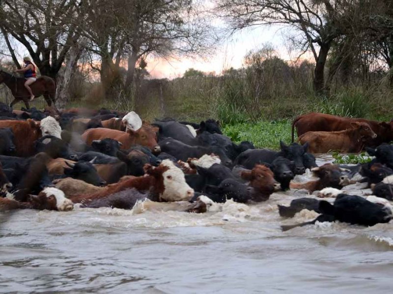 Se trasladaron los primeros rodeos en el delta frente a Rosario mientras se sigue la evolución del Paraná