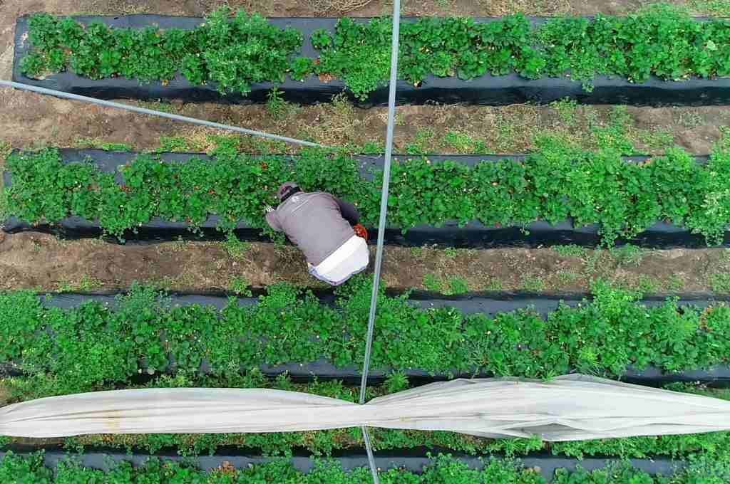 «Queremos que a Coronda la sigan conociendo por las frutillas más que por las cárceles»