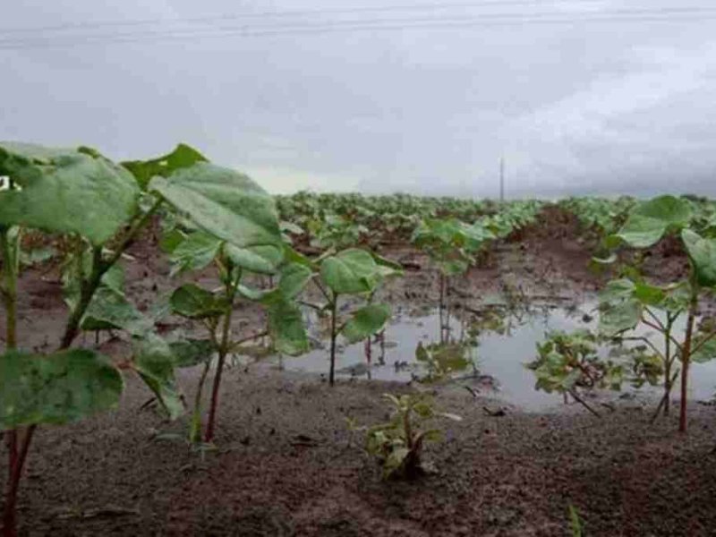Las precipitaciones de noviembre mejoraron los suelos del sur santafesino