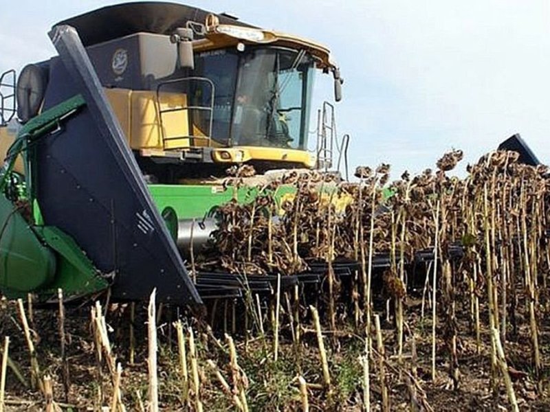 El Niño le pega al girasol y la soja