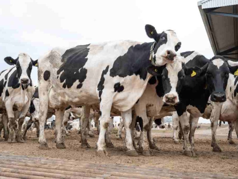 La Facultad de Veterinarias de Casilda anunció un programa de formación en lechería