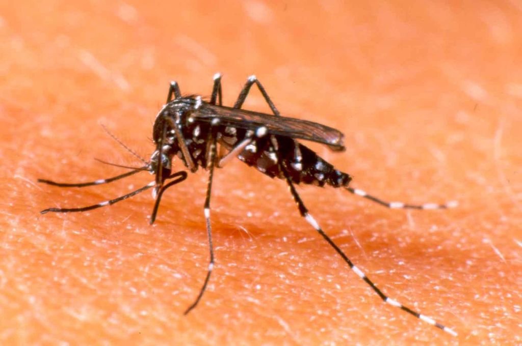 Se agotaron las dosis de la vacuna contra el dengue en Rosario