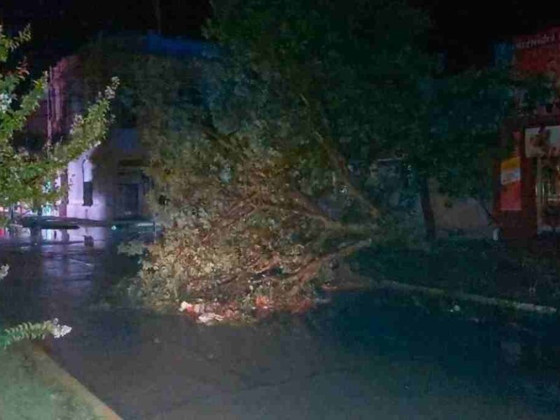 Sunchales: fuerte tormenta con unos 100 árboles caídos