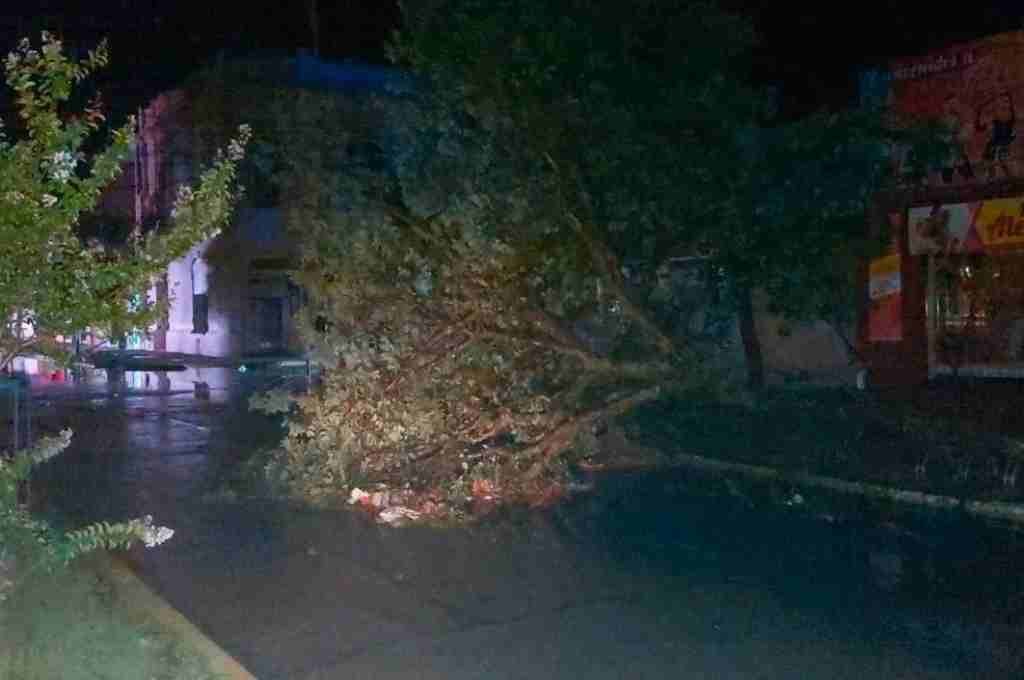 Sunchales: fuerte tormenta con unos 100 árboles caídos