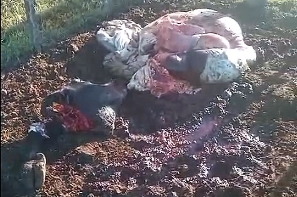 Inseguridad y desamparo: carnearon un novillito en la feria de Matilde