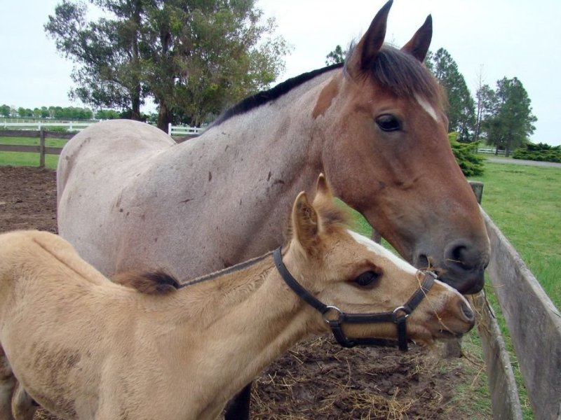 Es obligatoria la vacunación para todos los equinos del país