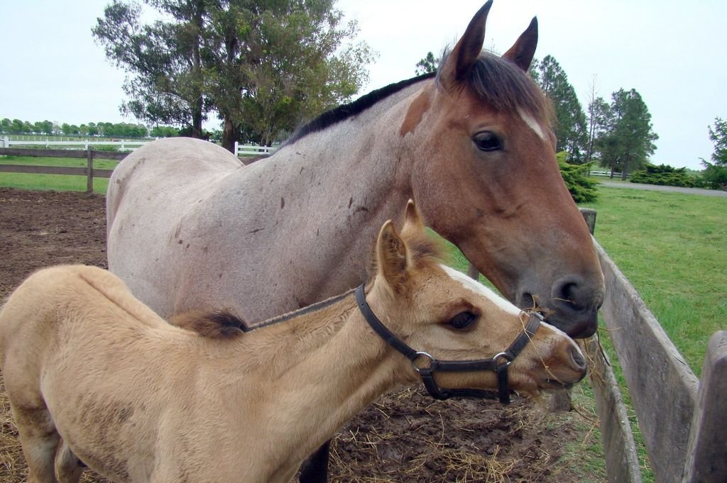 Es obligatoria la vacunación para todos los equinos del país