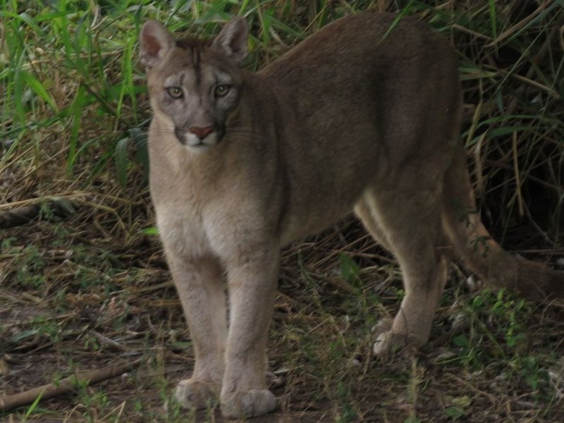 Un puma mató a un caballo y fue visto cerca de la zona urbana de Alcorta
