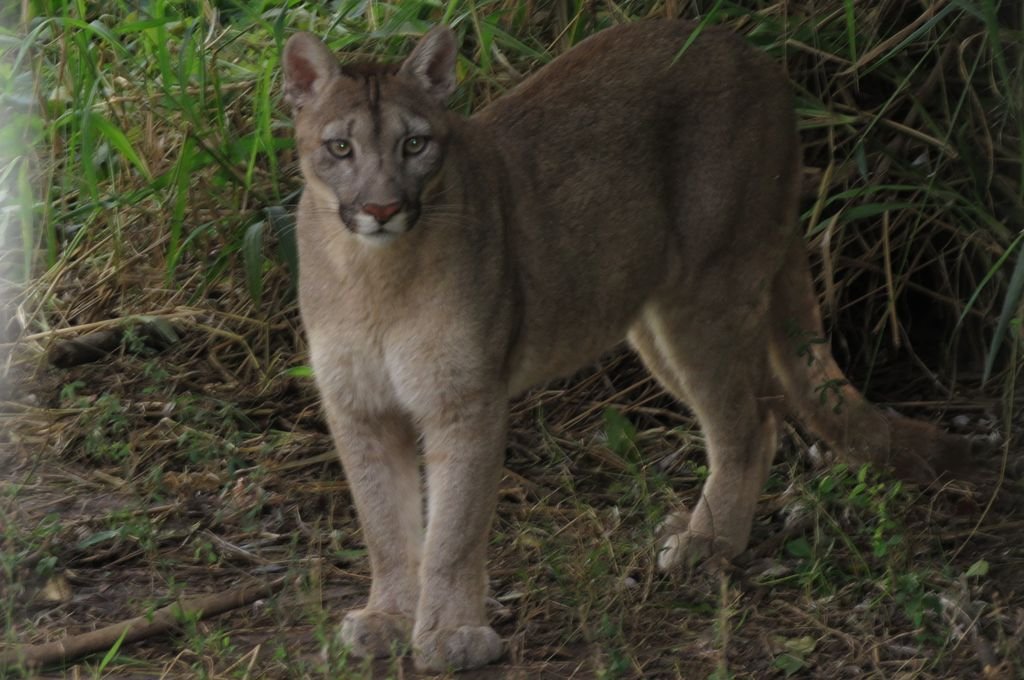 Un puma mató a un caballo y fue visto cerca de la zona urbana de Alcorta