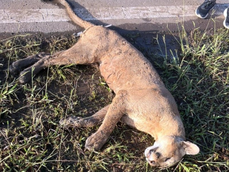 Apareció muerto un puma que merodeaba entre El Trébol, María Susana y Piamonte