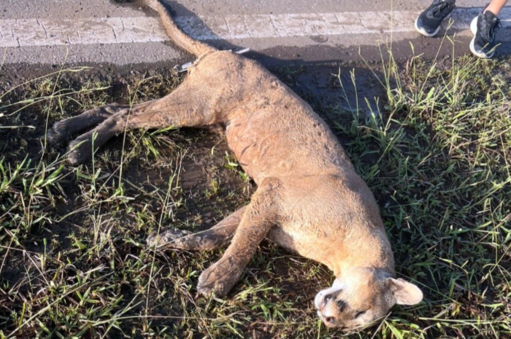 Apareció muerto un puma que merodeaba entre El Trébol, María Susana y Piamonte