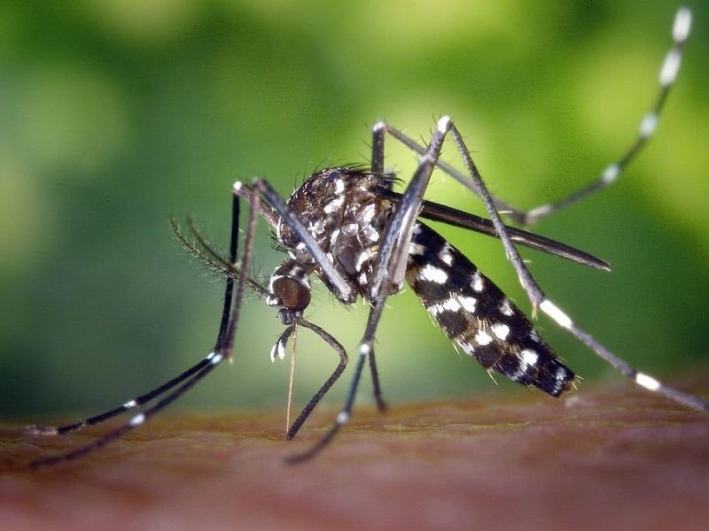 Tenemos dengue para rato