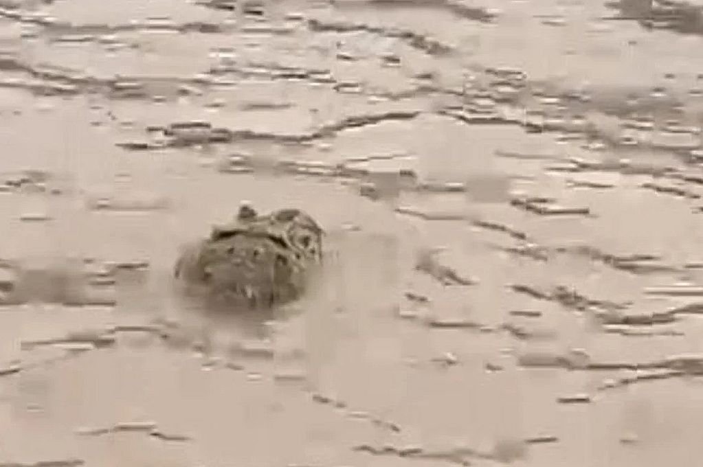 Video: avistaron un enorme reptil en aguas de la laguna