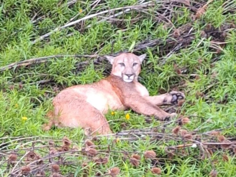 Un puma fue embestido por una camioneta en la Ruta 65 por San Genaro y murió