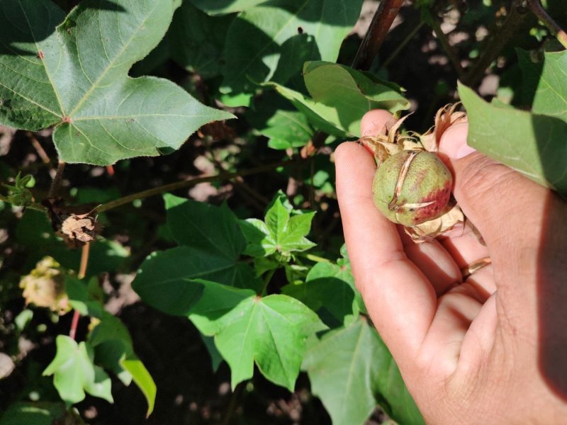 En 9 de Julio los productores custodian sus plantas «canilludas»