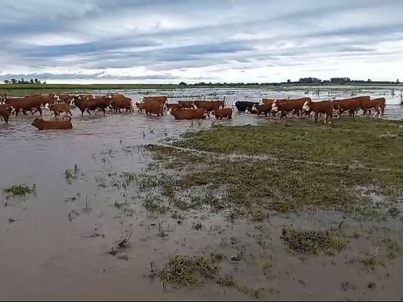Sobra agua en el sur provincial y se resiente la producción
