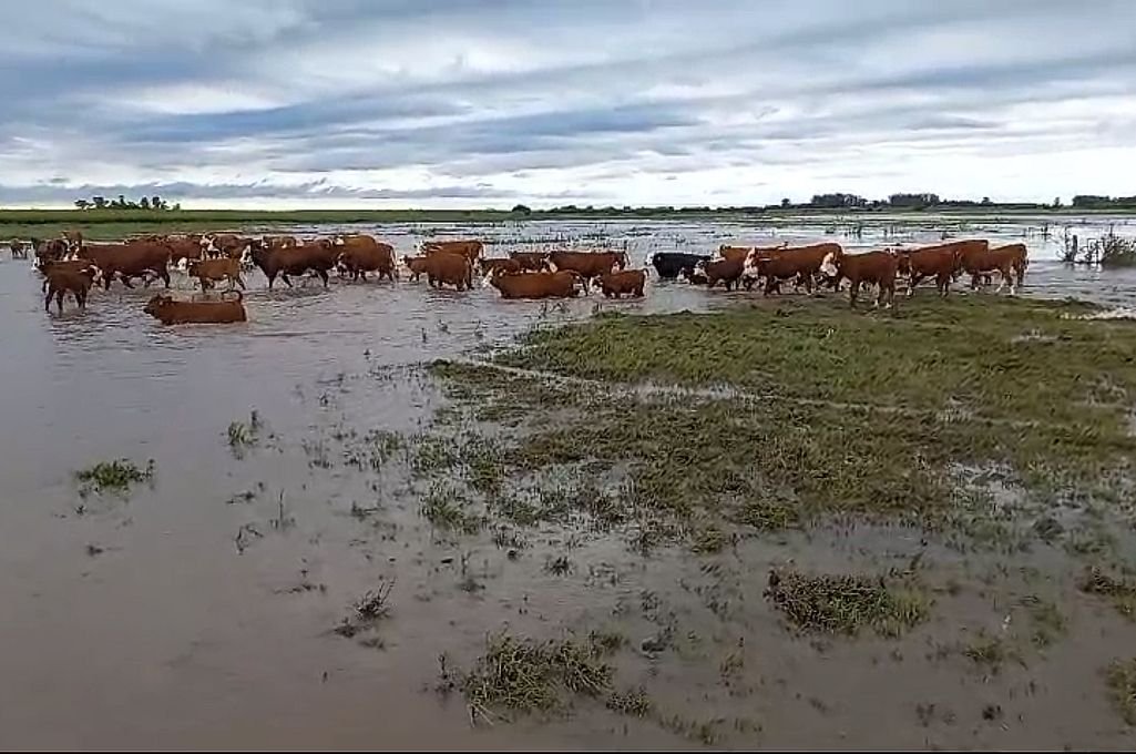 Sobra agua en el sur provincial y se resiente la producción