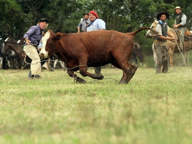 Una nueva yerra a rodeo dará inicio al Concurso Interprovincial de Domadores