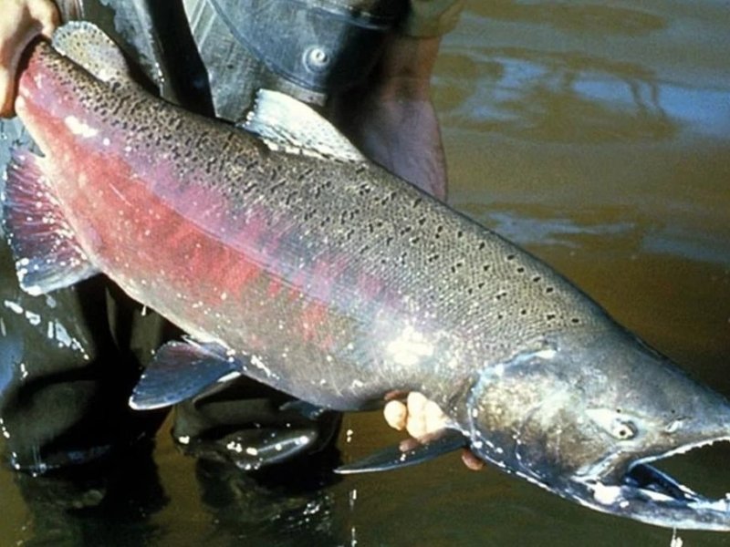 Salmones en el río Paraná: por qué llegan y qué impacto tendrían en el ecosistema