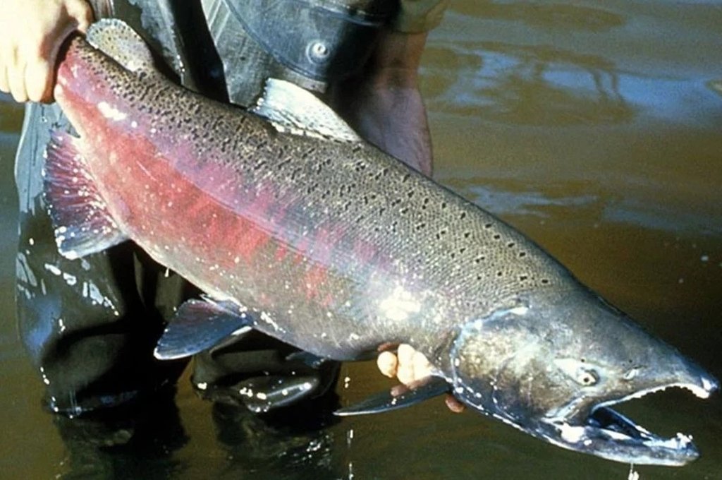 Salmones en el río Paraná: por qué llegan y qué impacto tendrían en el ecosistema