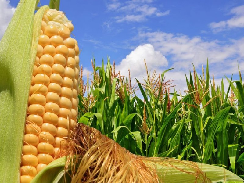 Agroactiva: Santa Fe presentó el Congreso Internacional del Maíz