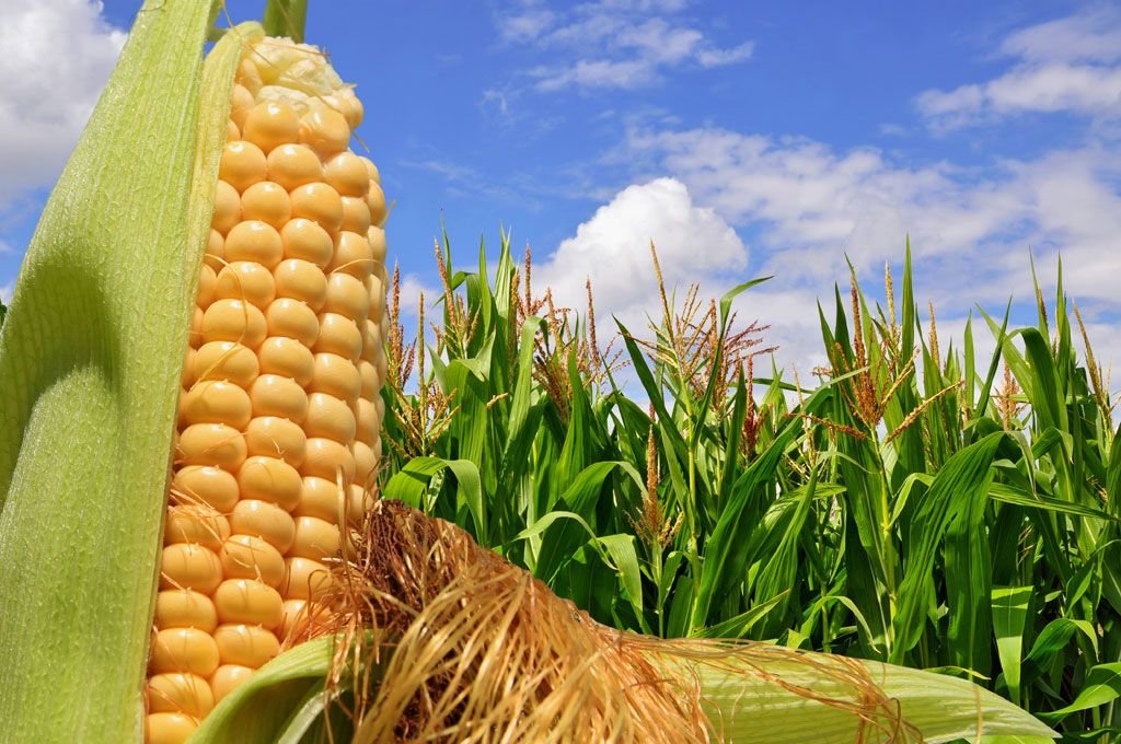 Agroactiva: Santa Fe presentó el Congreso Internacional del Maíz