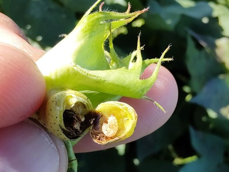 Productores algodoneros del norte, a cuidar los lotes