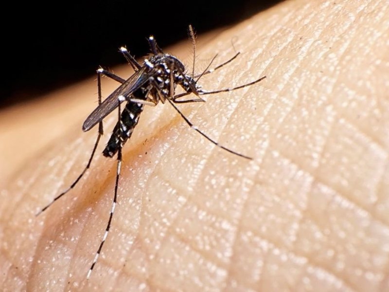 Se confirma el descesnso de casos de dengue en la provincia