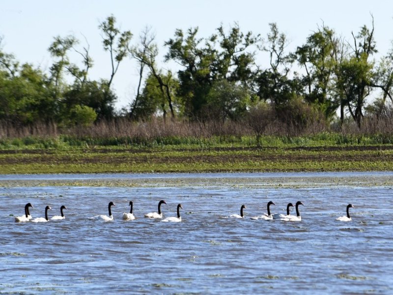 Una encuesta advierte sobre la extinción en la fauna de las islas entrerrianas