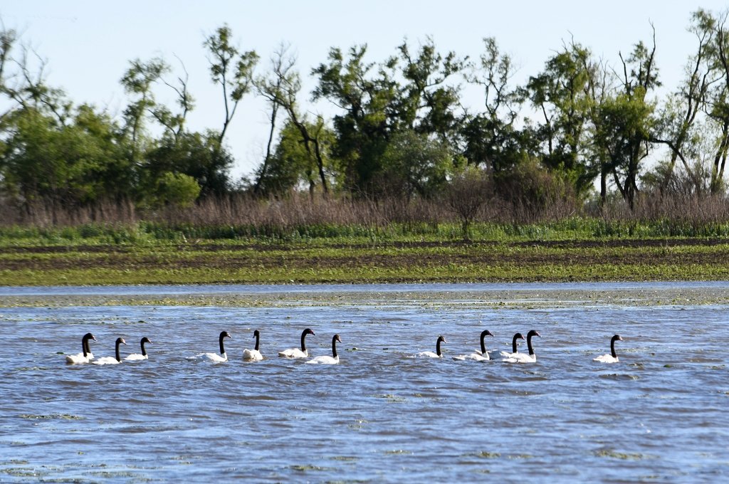 Una encuesta advierte sobre la extinción en la fauna de las islas entrerrianas