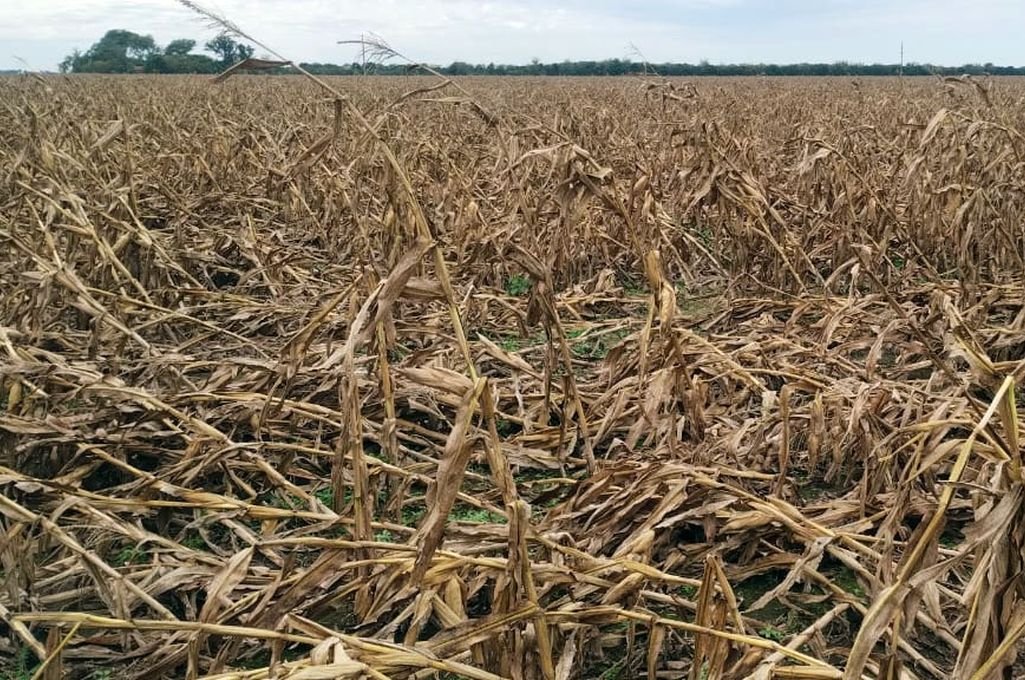 El poco maíz que dejó la chicharrita terminó en el suelo