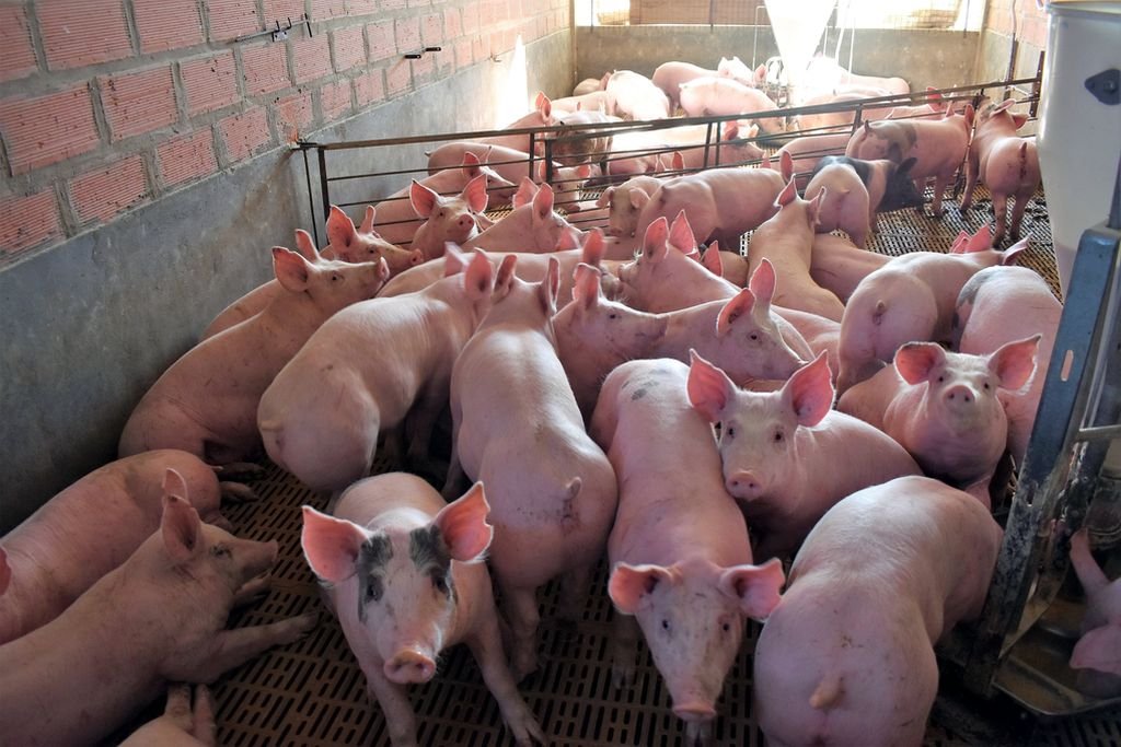 Tambalea la producción porcina