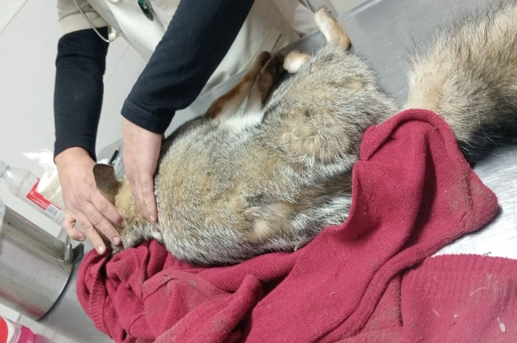 Rescatan a un gato montés y a un zorrito