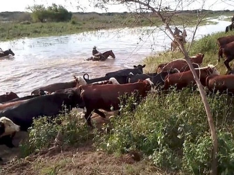 Tras cuatro días de allanamiento, recuperan 36 vacunos robados en San Javier